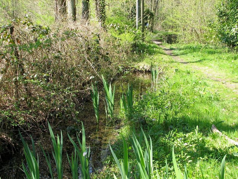 2010 04 Plantes sauvages comestibles 14